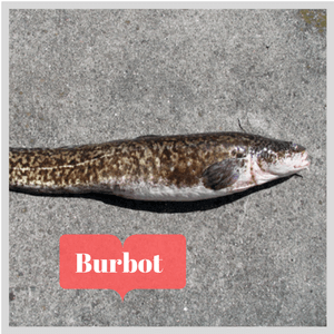 burbot