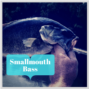 smallmouth_bass